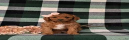 Mini Goldendoodle dogs for sale: Tehya 9 lbs Full Grown - Ad 2