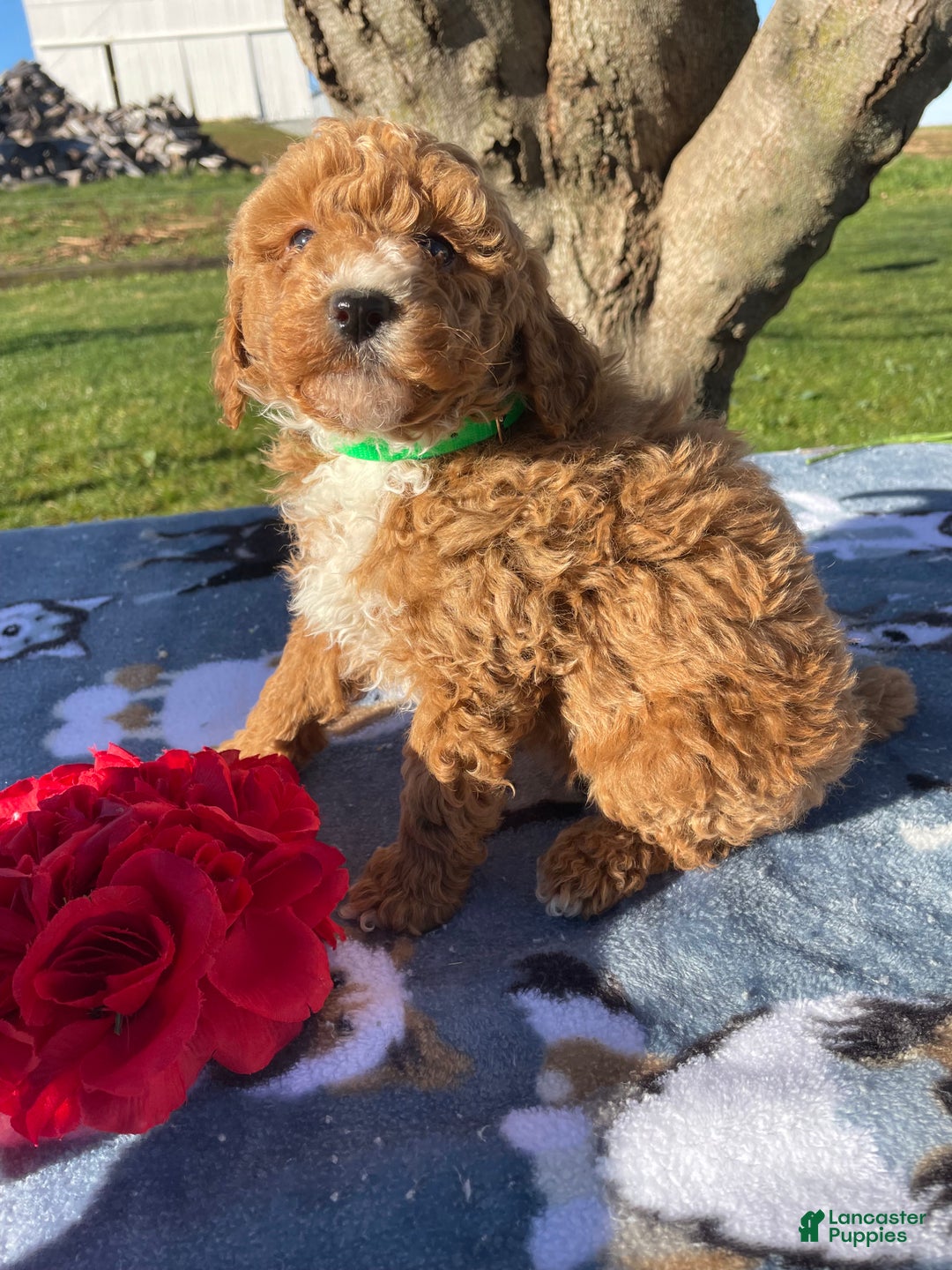 Miniature Poodle dogs for sale: Lucky - Ad 2