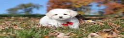 Maltese dogs for sale: Colby - Ad 5