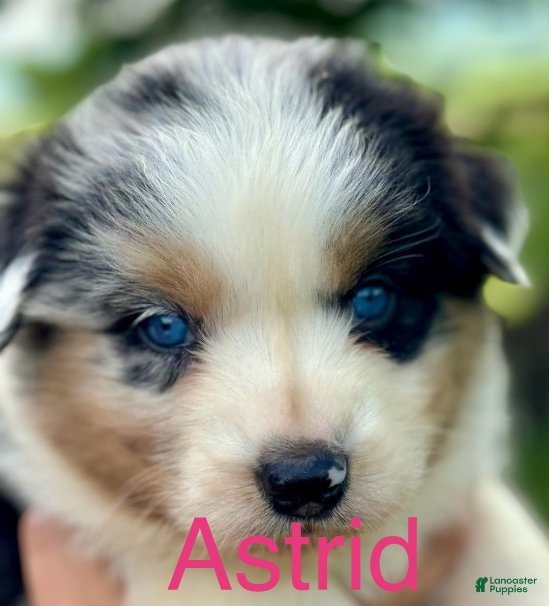 Australian Shepherd dogs for sale: Toothless - Ad 13