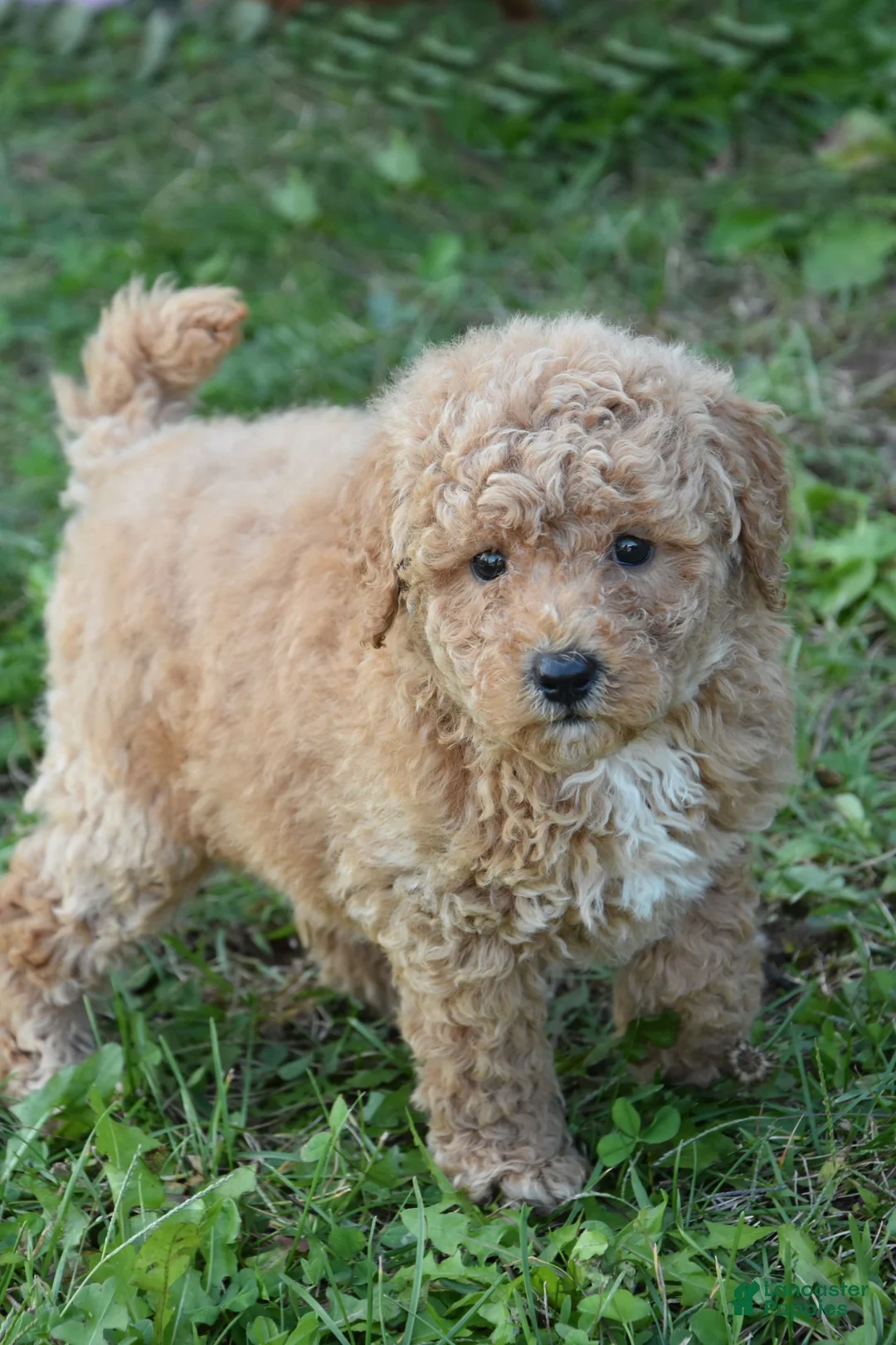 Gallery Image {{count}}