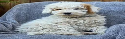 Goldendoodle dogs for sale: Barney - Ad 4