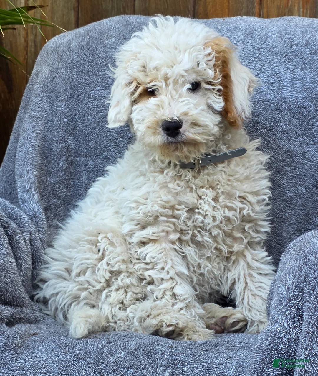 Goldendoodle dogs for sale: Barney - Ad 4