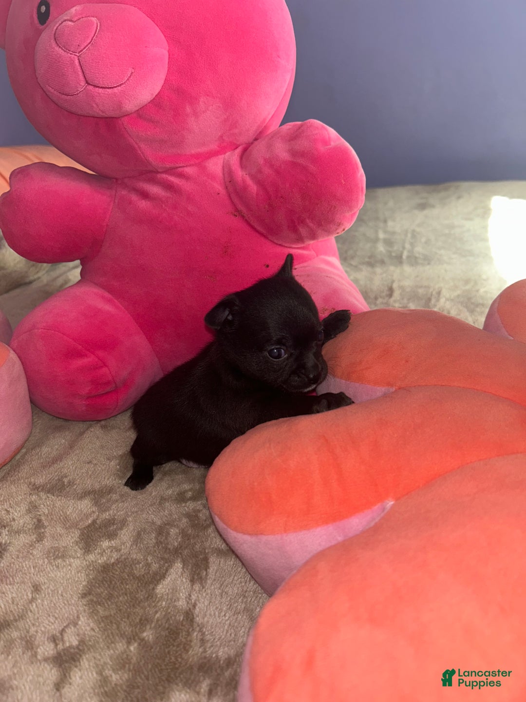 Chihuahua dogs for sale: Gordo - Ad 6