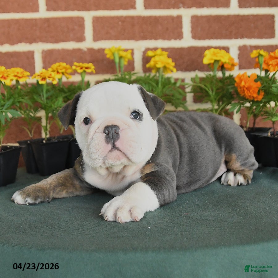 English Bulldog dogs Eve - Ad 2