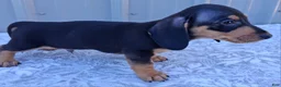 Miniature Dachshund dogs for sale: Axel - Ad 7