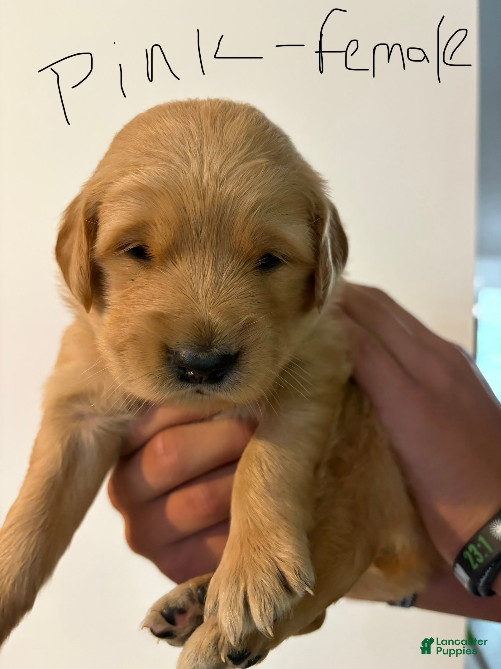Golden Retriever dogs Pink  - Ad 1