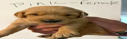 Golden Retriever dogs for sale: Pink  - Ad 1
