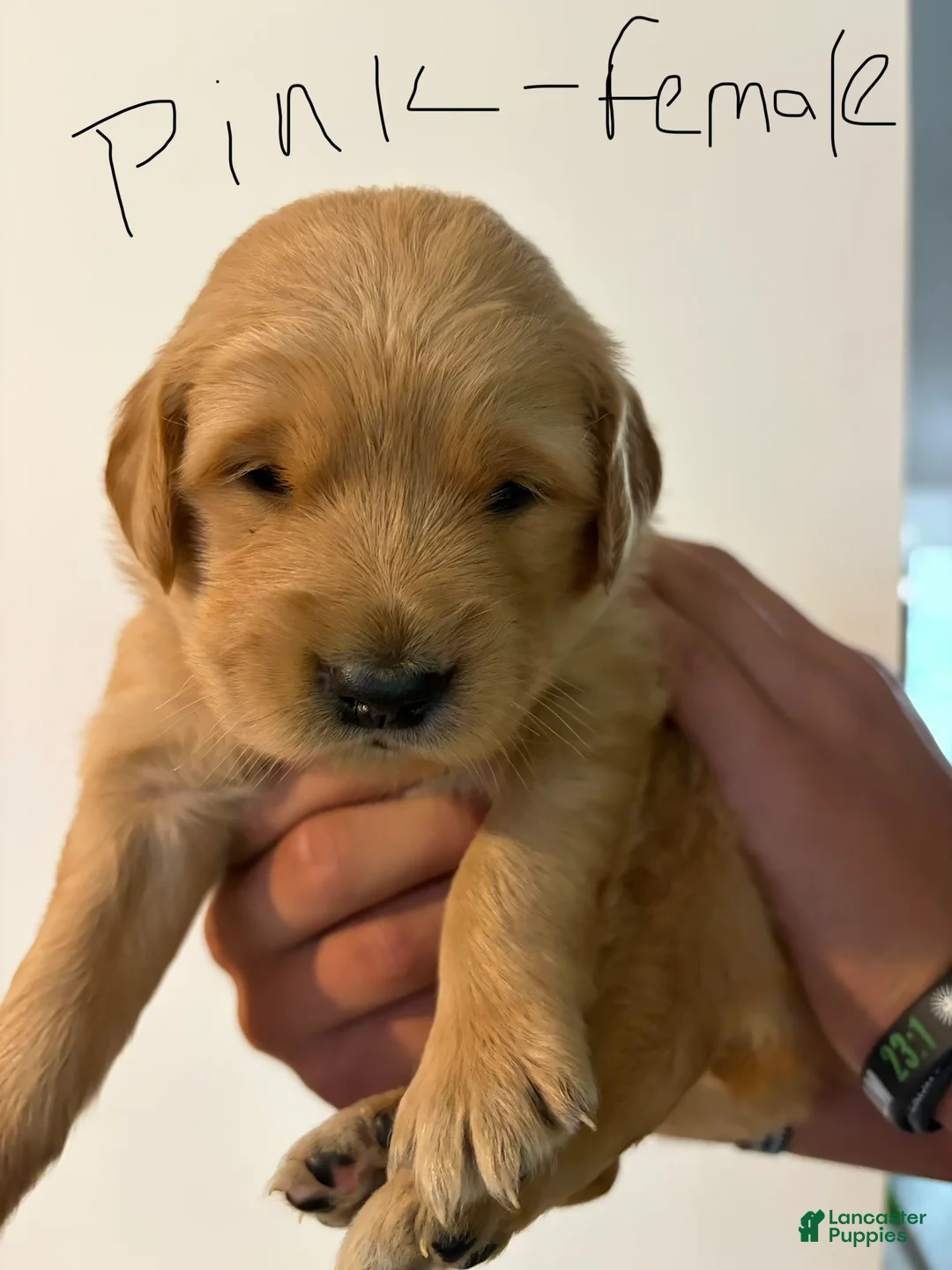 Golden Retriever dogs for sale: Pink  - Ad 1
