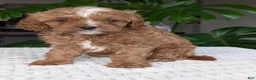 Cavapoo dogs for sale: Myles - Ad 11