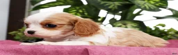 Cavalier King Charles Spaniel dogs for sale: Talia - Ad 5