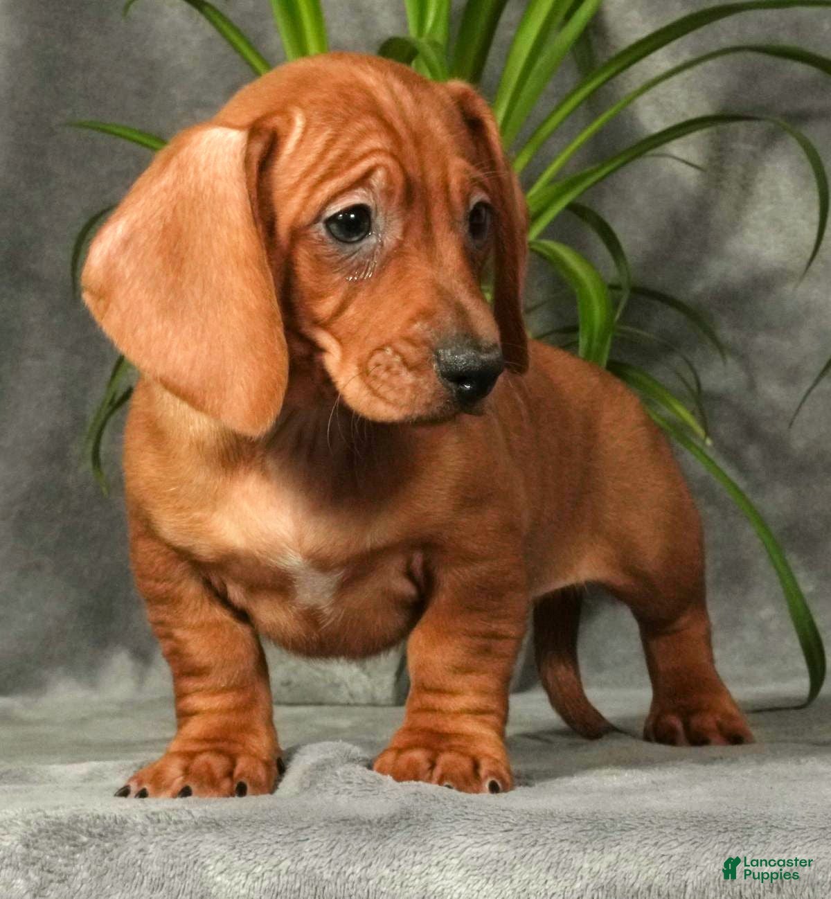 Miniature Dachshund dogs Simon - Ad 17