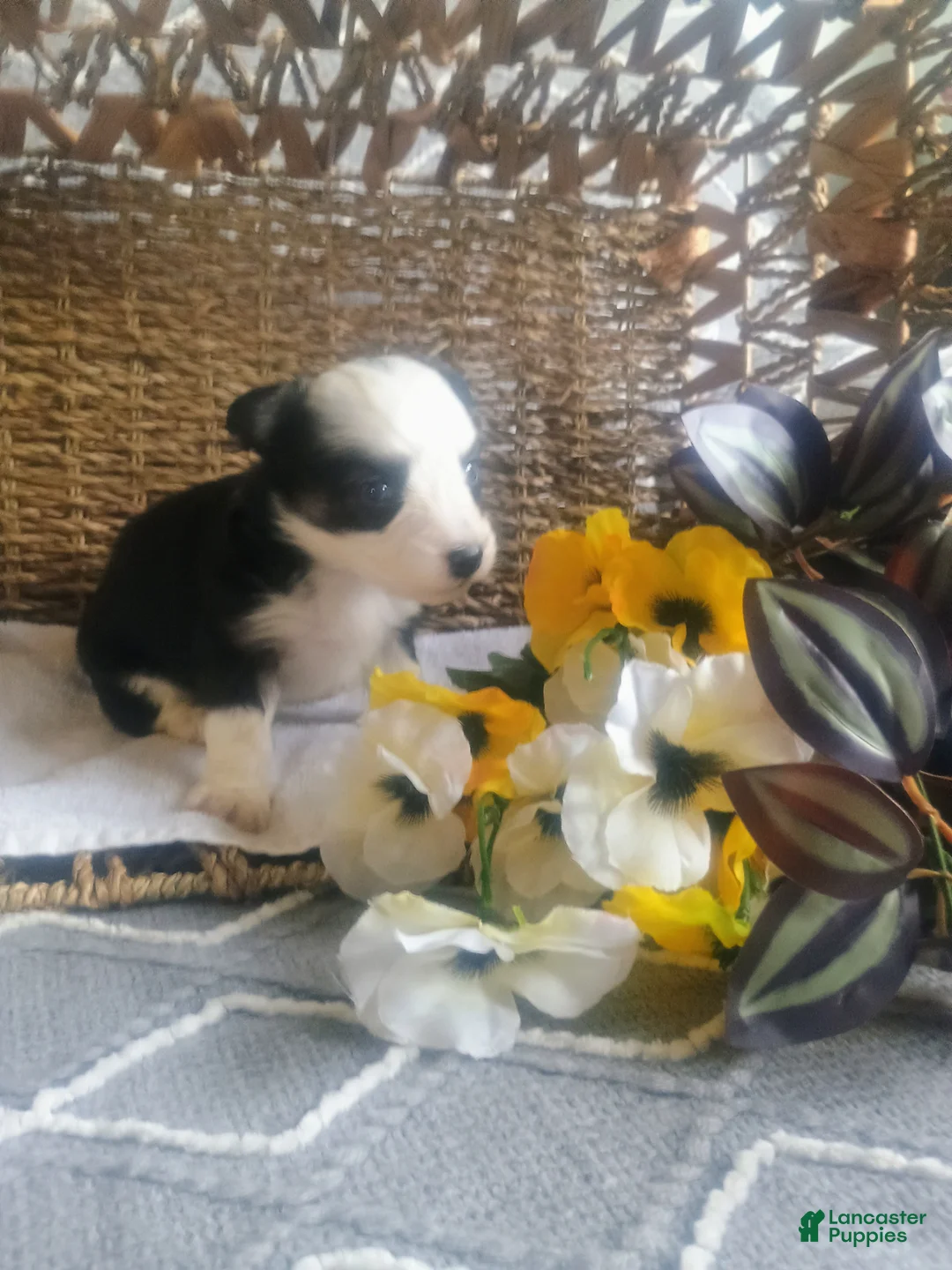 Mixed Breed dogs for sale: Mixed Breed Puppy 3 - Ad 6