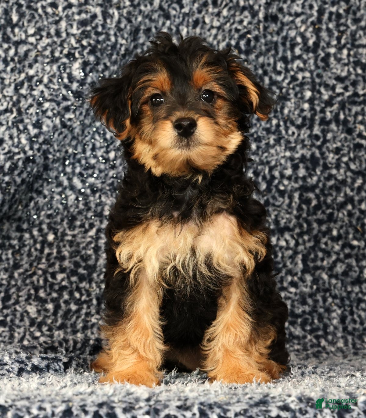 Yorkiepoo dogs Zelda - Ad 1