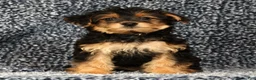 Yorkiepoo dogs for sale: Zelda - Ad 1