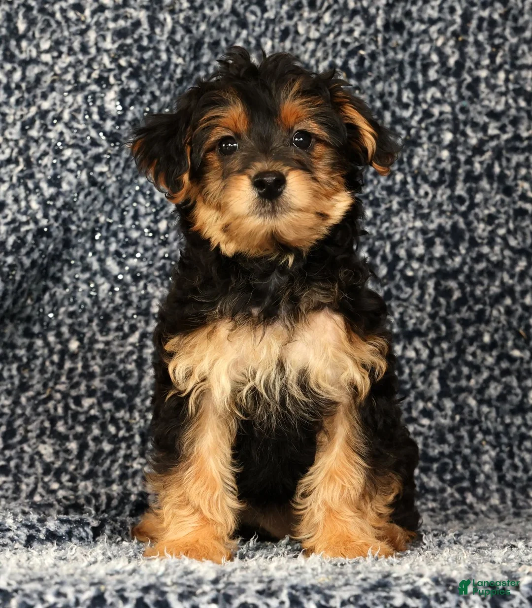 Yorkiepoo dogs for sale: Zelda - Ad 1