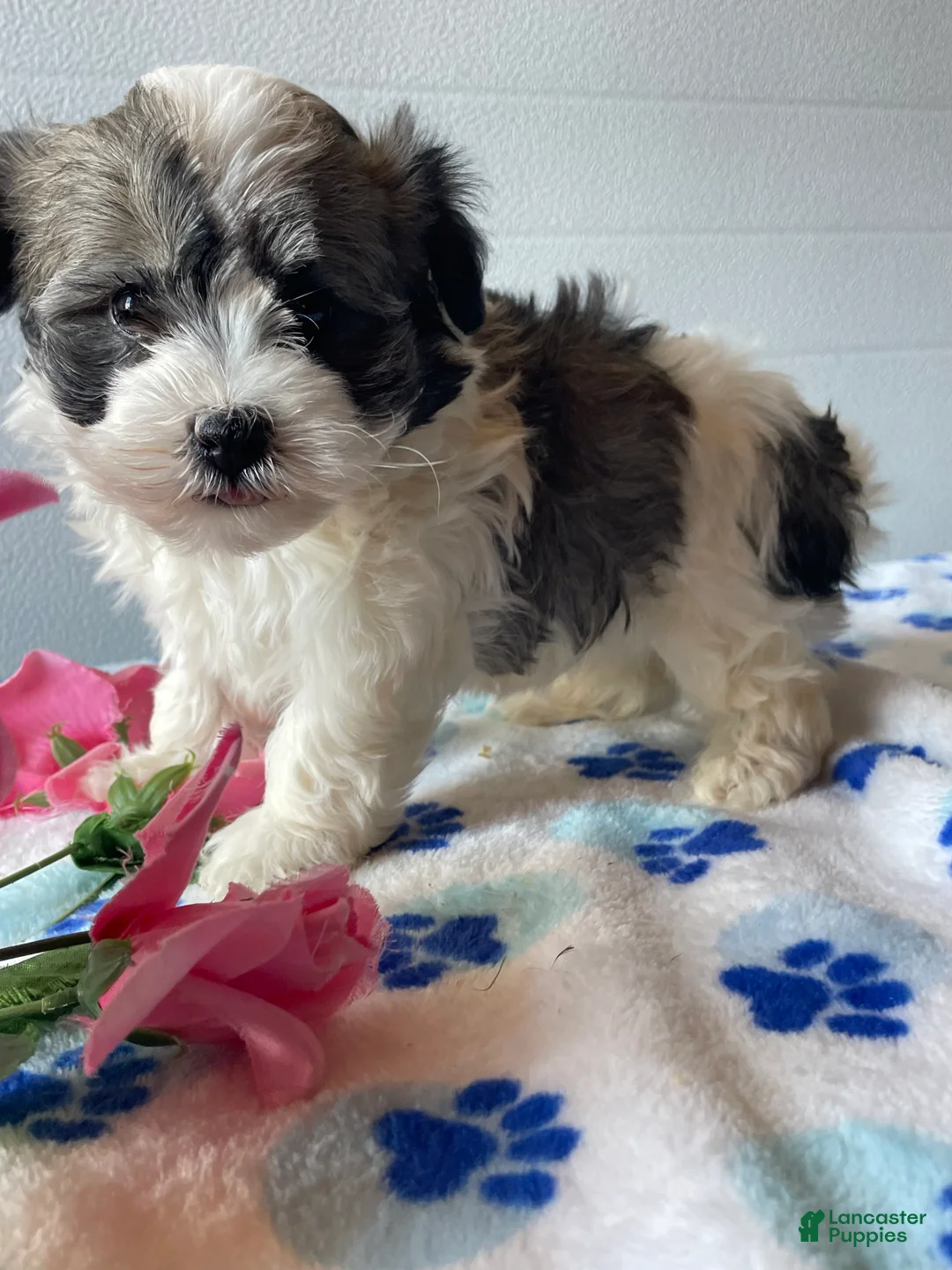 Havanese dogs for sale: Piper - Ad 4