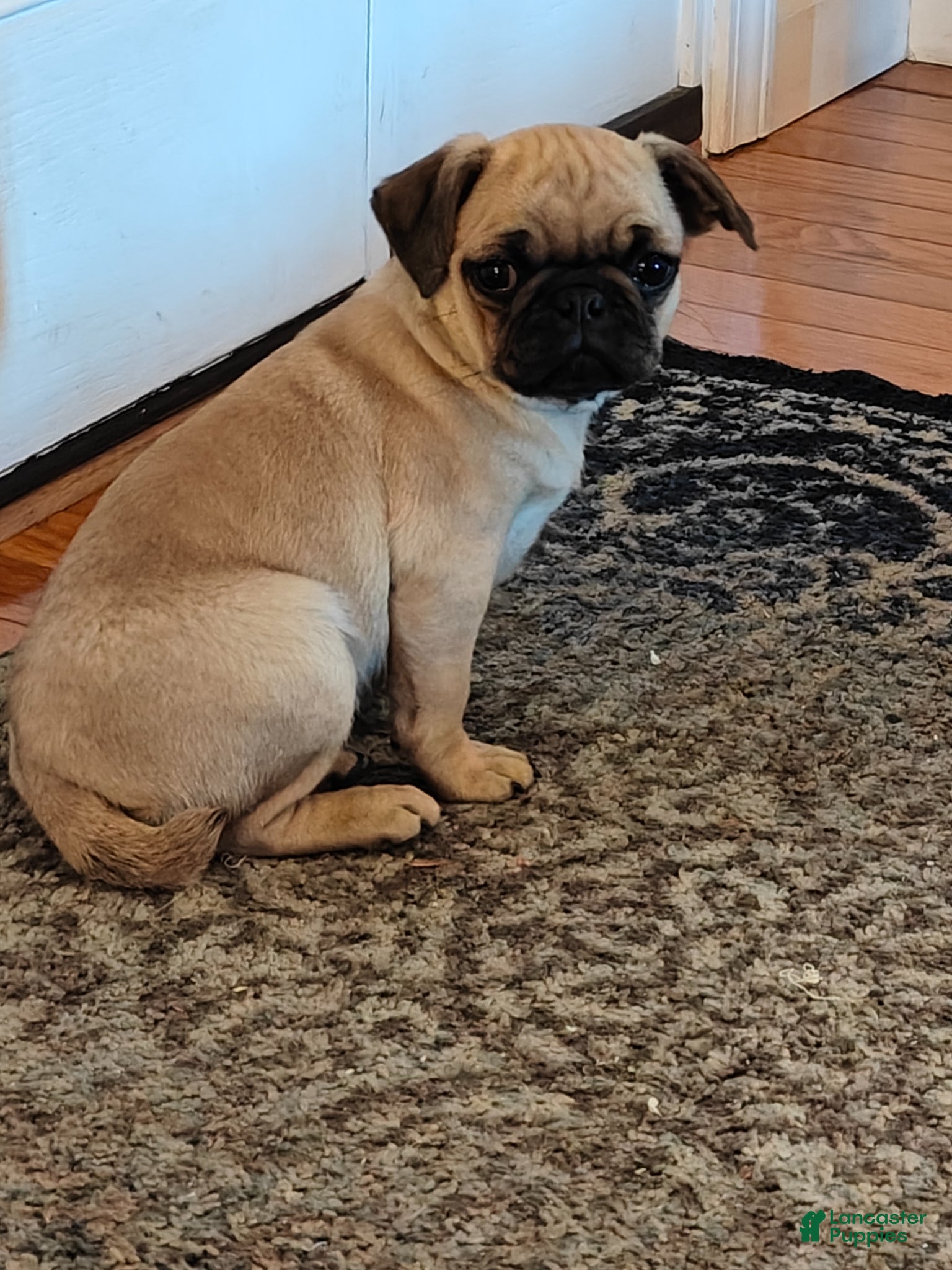 Pug dogs Trix - Ad 1