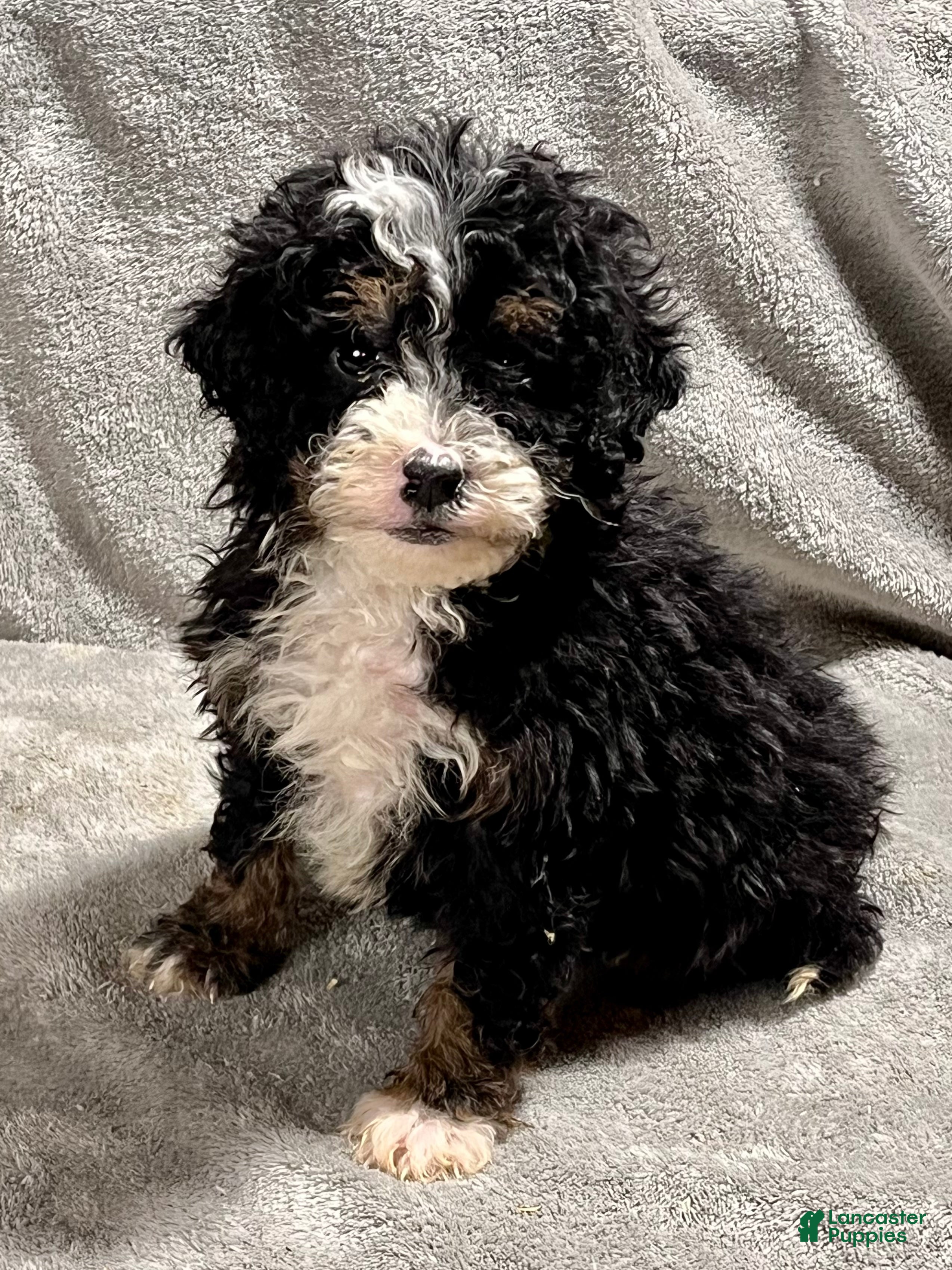 Mini Bernedoodle dogs Otto - Ad 1