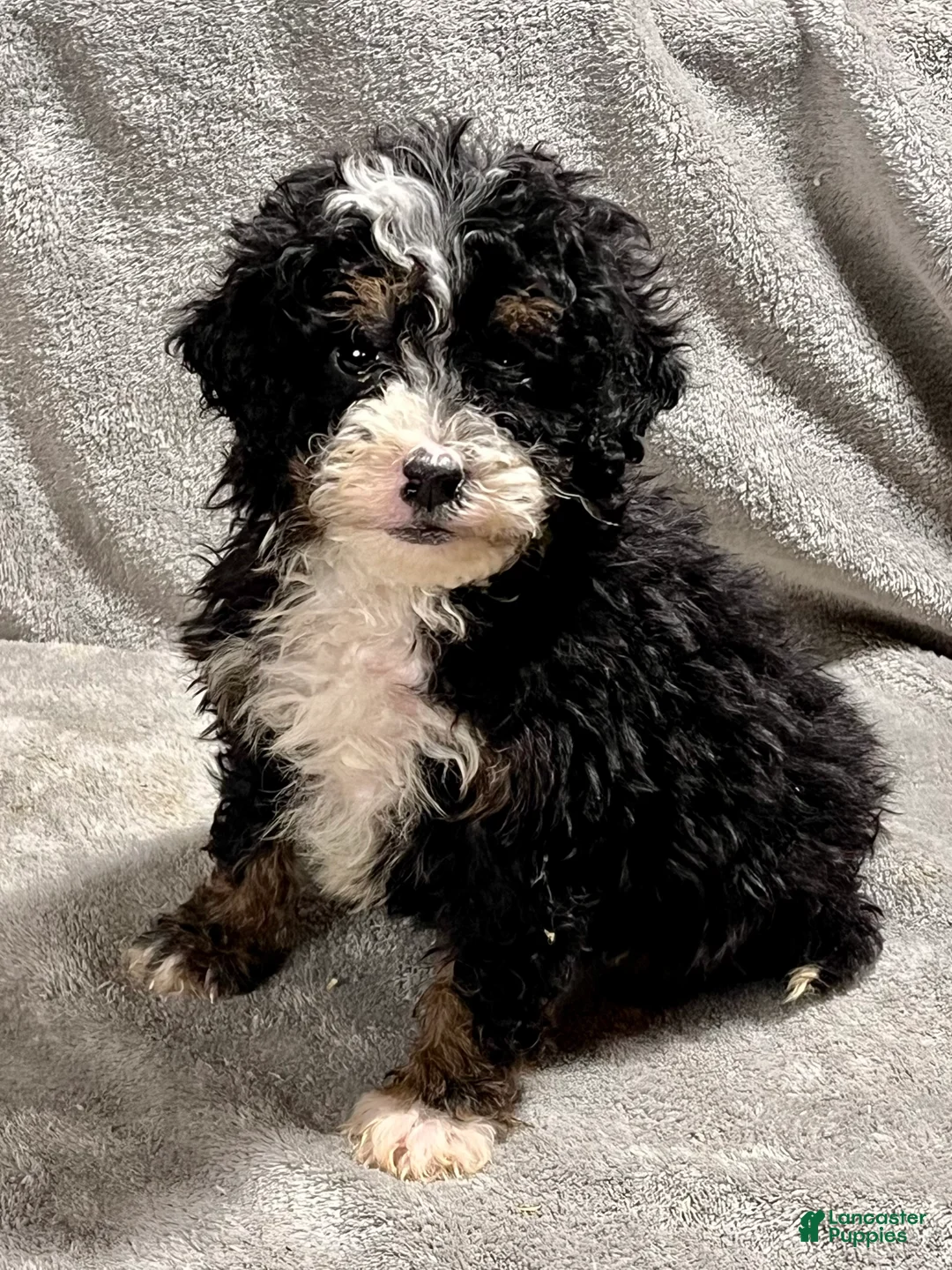 Mini Bernedoodle dogs for sale: Otto - Ad 1