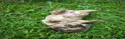 Dachshund dogs for sale: Female Two - Ad 5