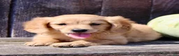 Miniature Golden Retriever dogs for sale: Pumpkin Female Mini Golden Retriever - Ad 5