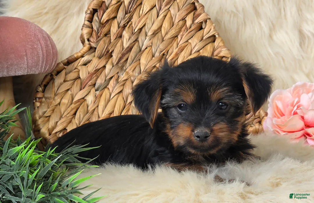 Yorkshire Terrier dogs for sale: Nutmeg  - Ad 4