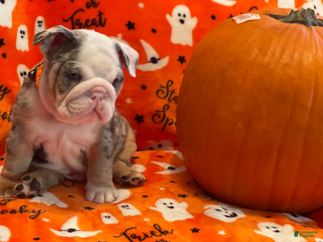 English Bulldog dogs for sale: English Bulldog Puppy 5 - Ad 6