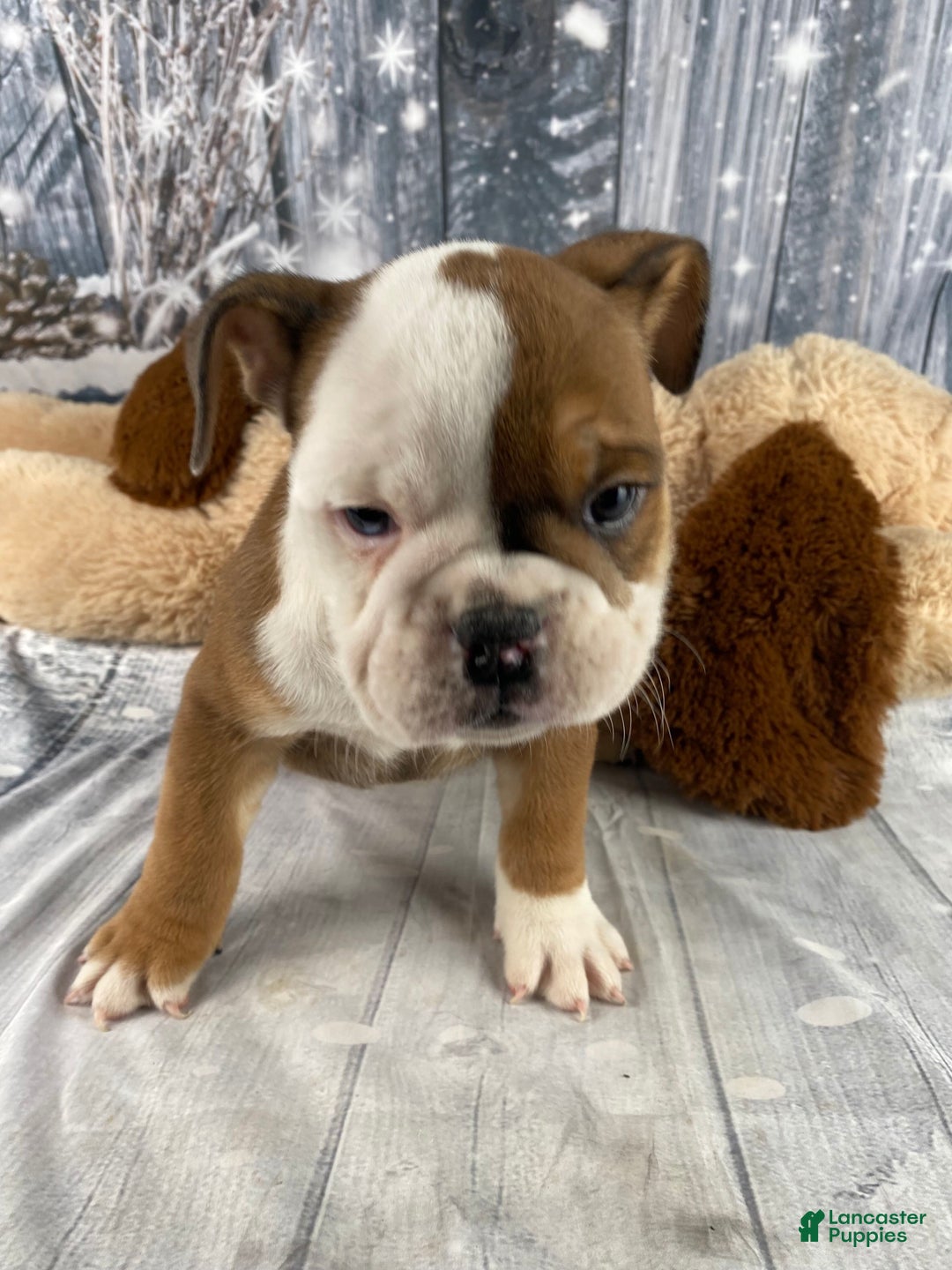 English Bulldog dogs for sale: Nora - Ad 9