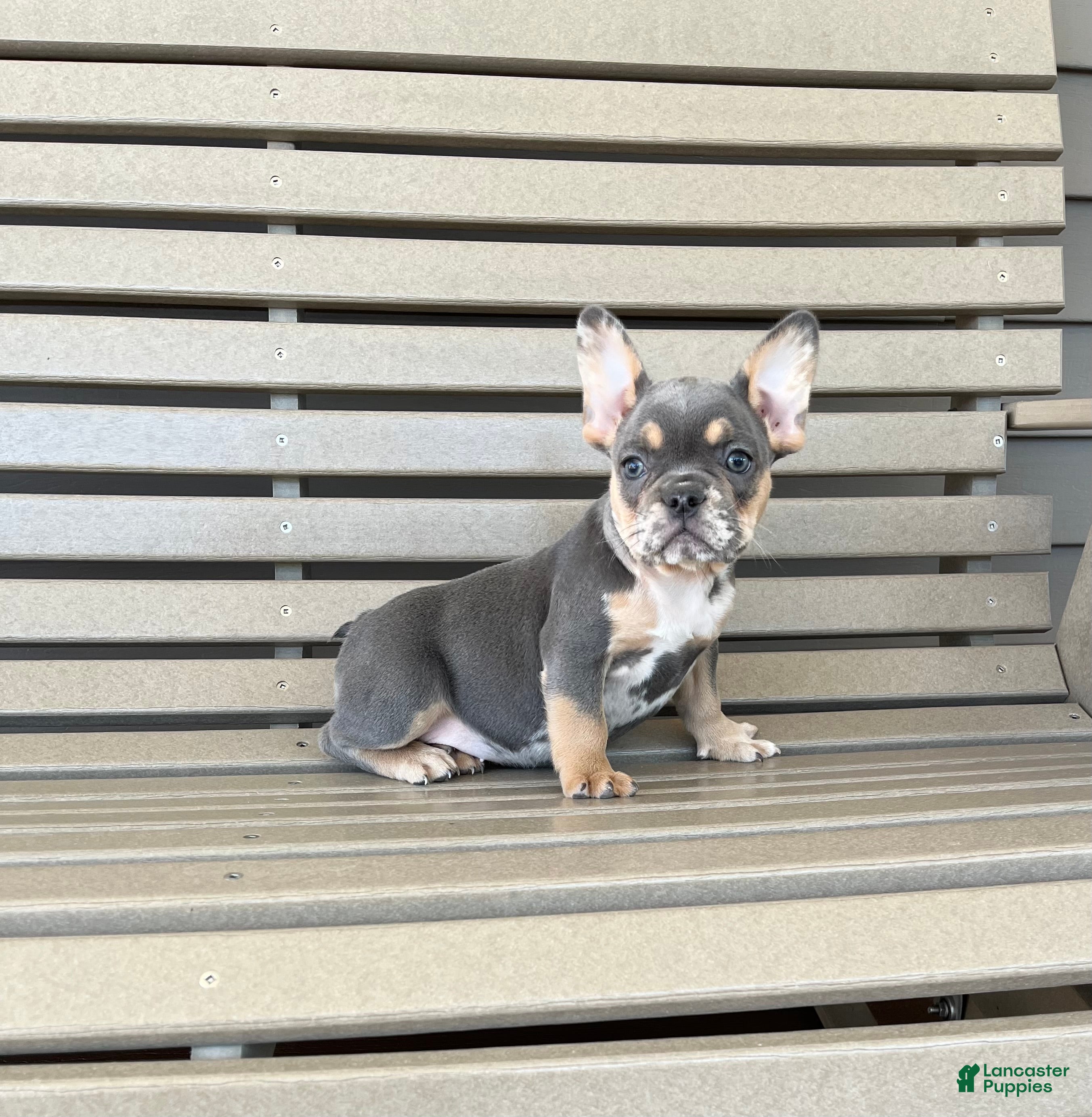 French Bulldog dogs for sale: Maggie - Ad 1