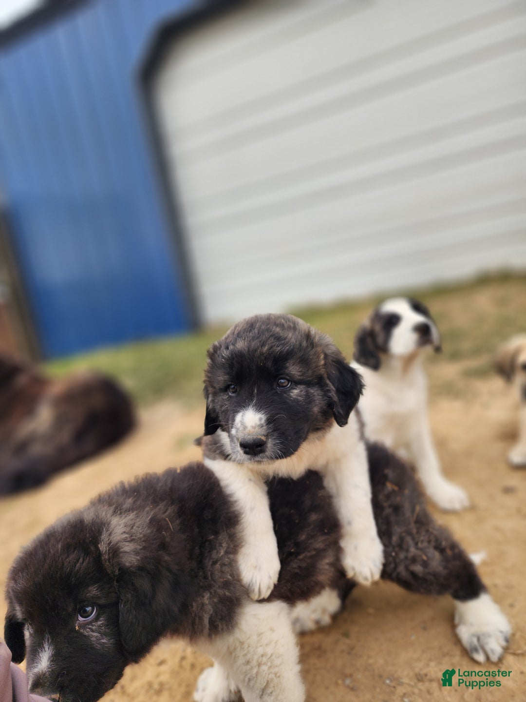 Anatolian Shepherd dogs for sale: Zena 2025 F1 ASD puppy - Ad 22
