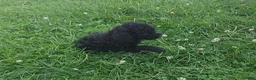 Cavapoo dogs for sale: Winston - Ad 8