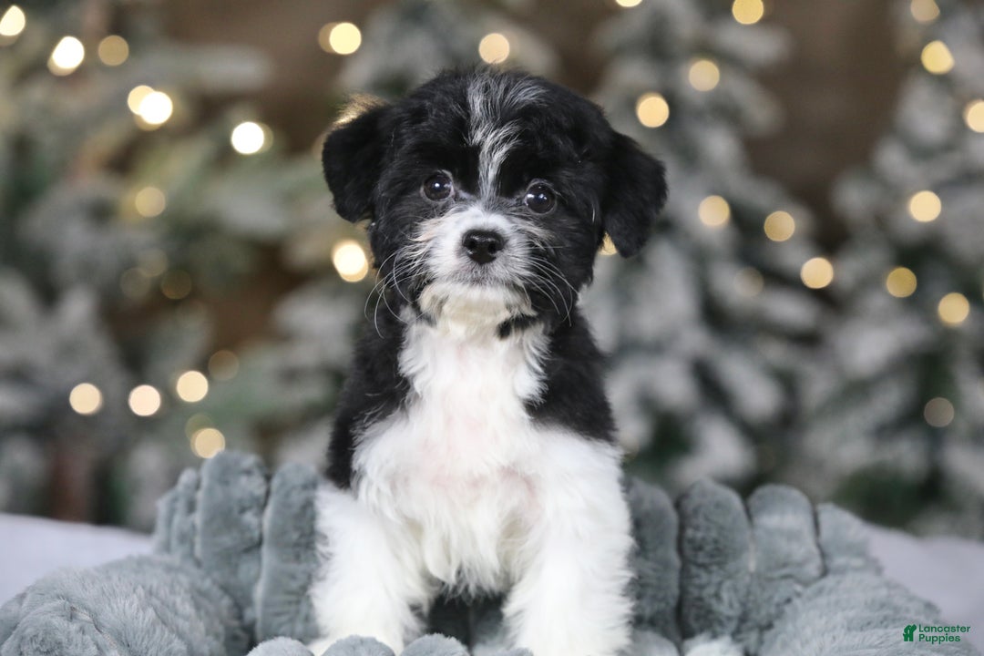 Teddy Bear dogs for sale: Noelle - Ad 3