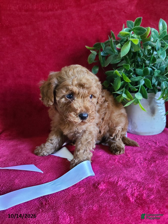 Miniature Poodle dogs Captain - Ad 2
