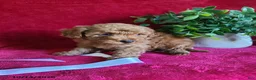 Miniature Poodle dogs for sale: Captain - Ad 2