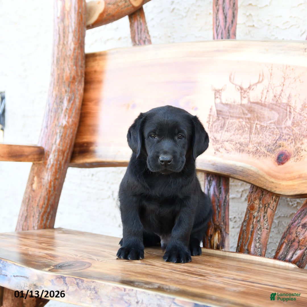 Labrador Retriever dogs for sale: Zootopia - Ad 2