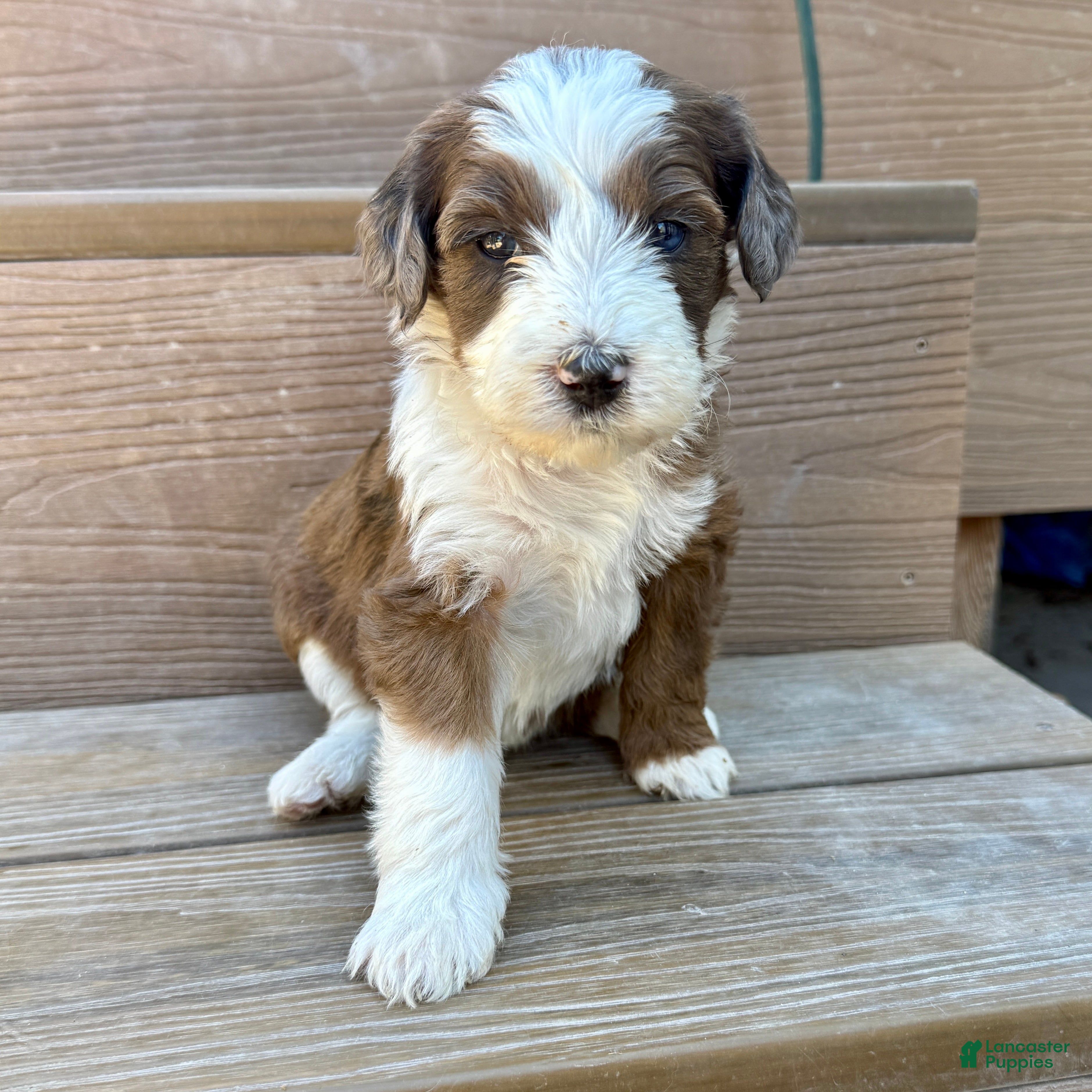Bernedoodle dogs Annabelle - Ad 1