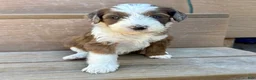 Bernedoodle dogs for sale: Annabelle - Ad 3