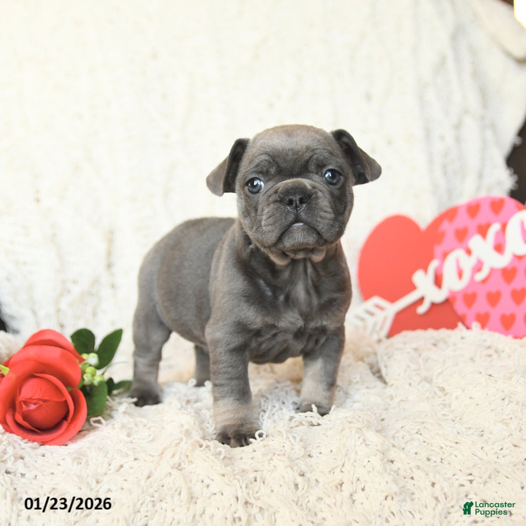 French Bulldog dogs for sale: Bronco - Ad 3