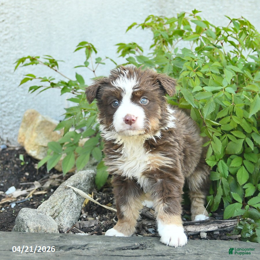 Border Collie dogs Cassie   - Ad 1