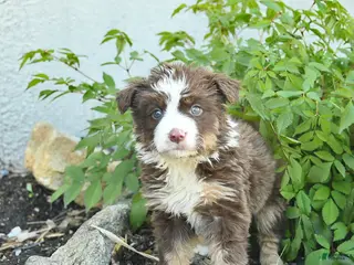 Border Collie dogs for sale: Cassie - Ad 4