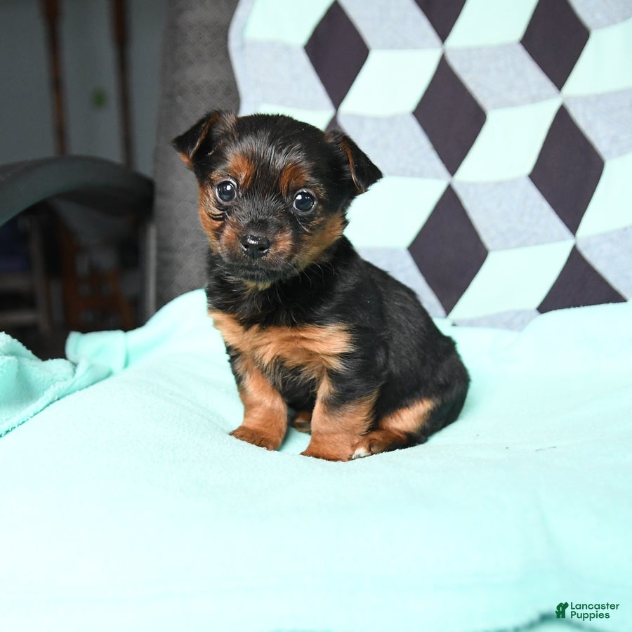 Yorkshire Terrier dogs Vicky - Ad 1