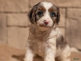 Cavapoo dogs Hazel - Ad 12