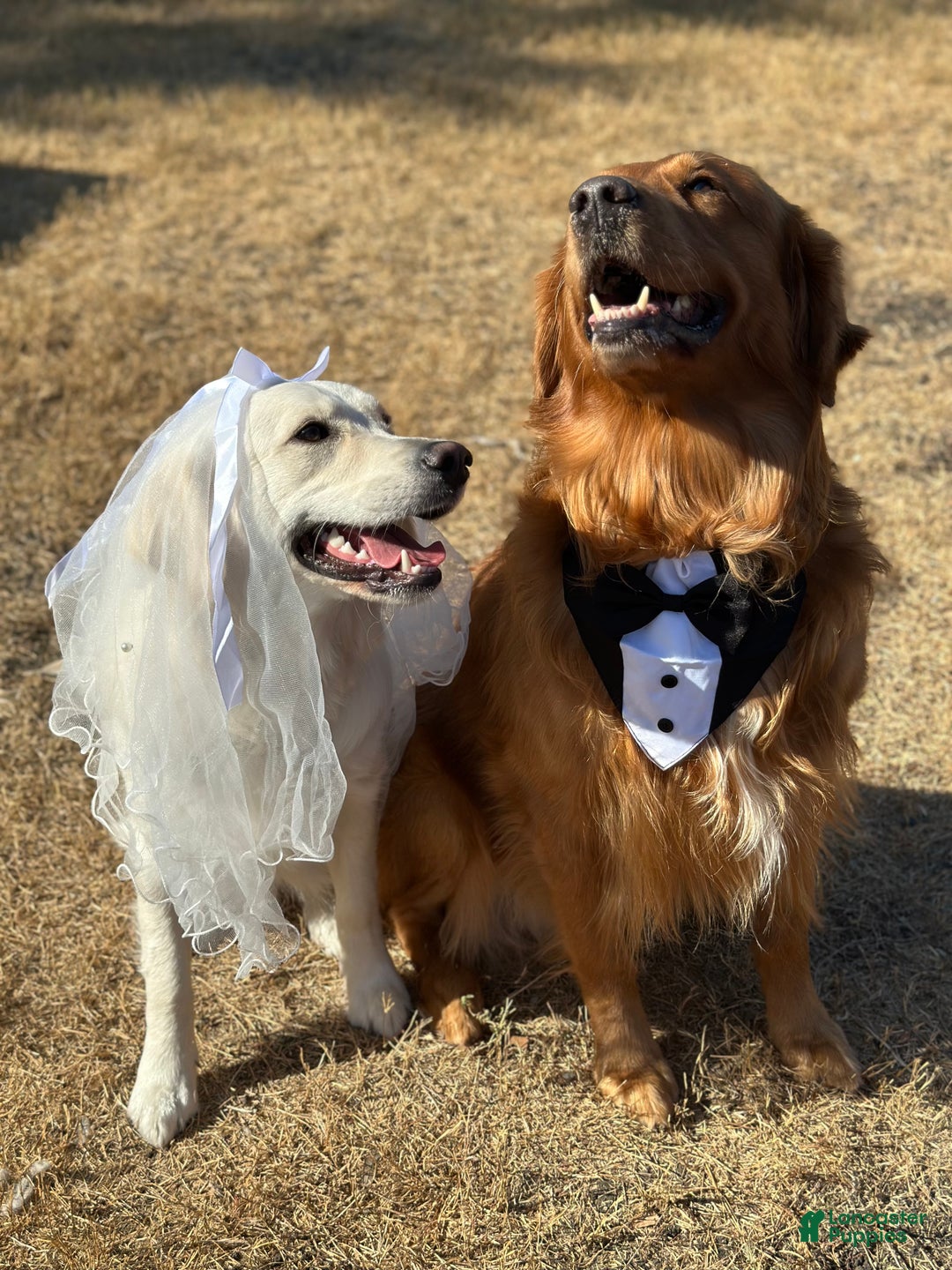 Golden Retriever dogs for sale: Pink - Ad 2