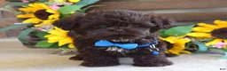 Shih Tzu dogs for sale: Rudy - Ad 7