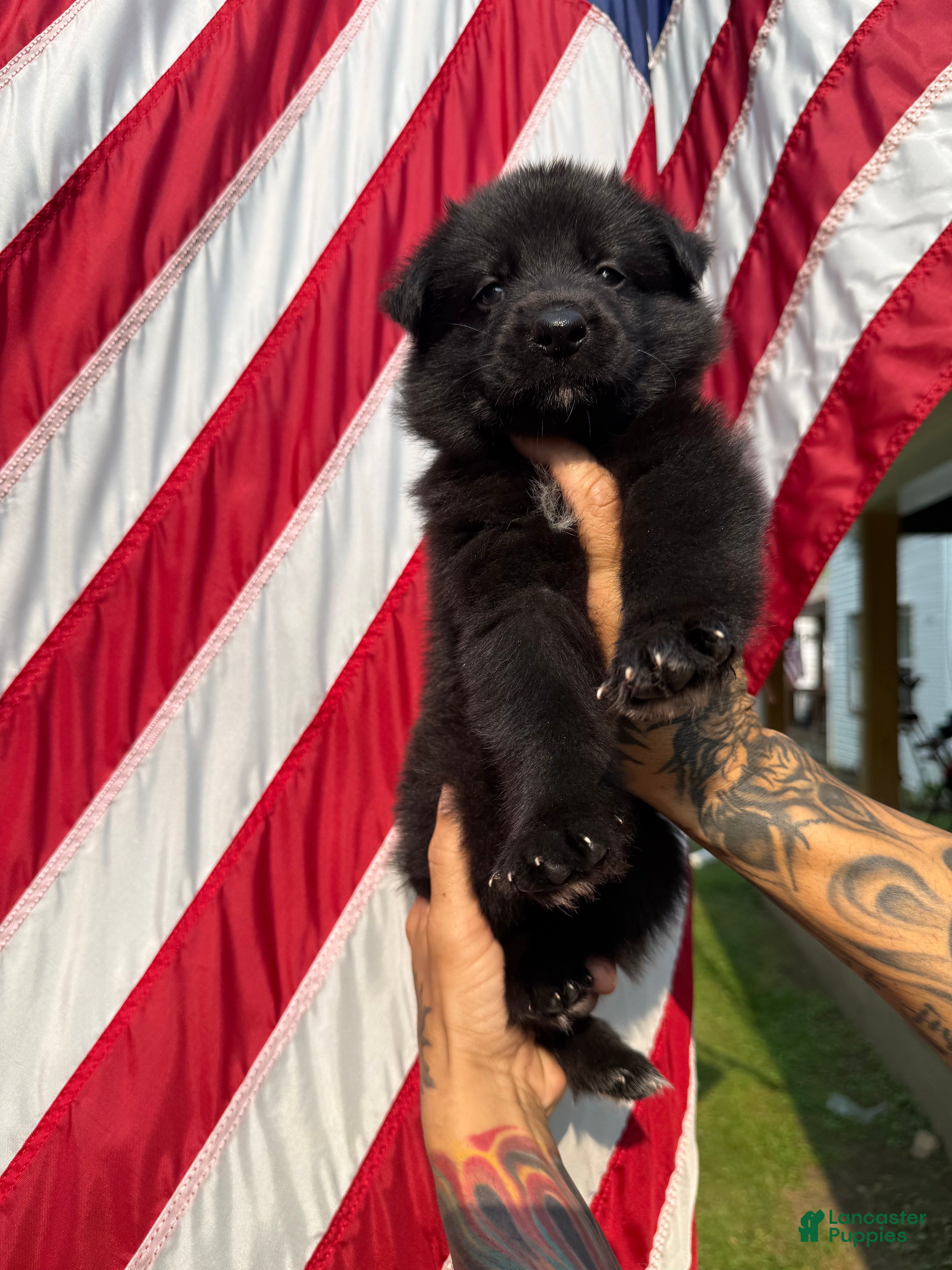 German Shepherd dogs Brisket - Ad 2