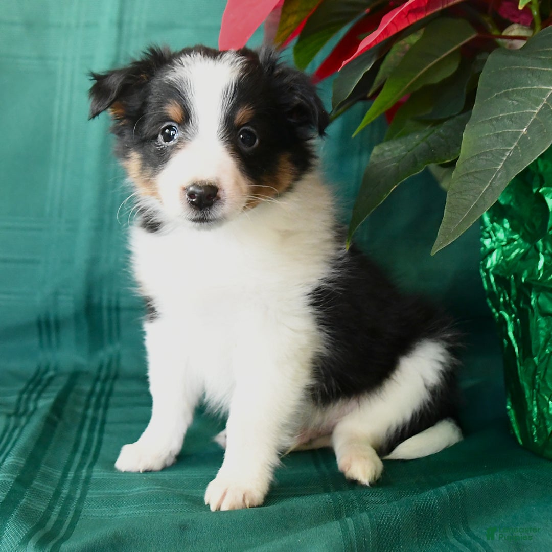 Shetland Sheepdog dogs for sale: Kyle - Ad 2