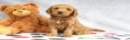 Mini Goldendoodle dogs for sale: Austin - Ad 2