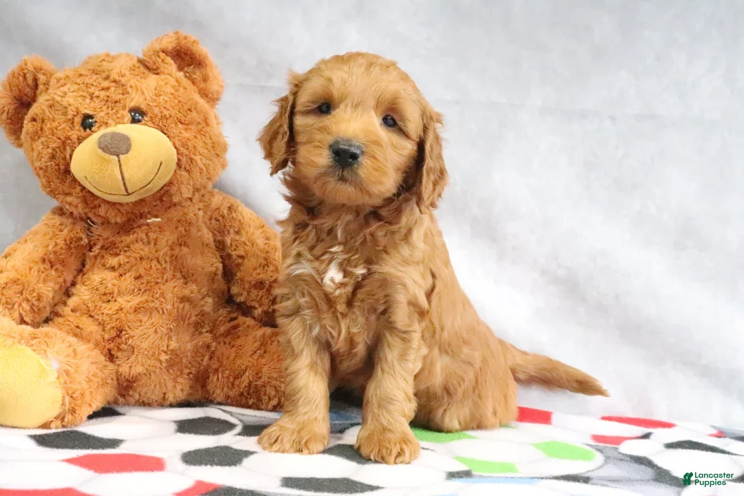 Mini Goldendoodle dogs for sale: Austin - Ad 2