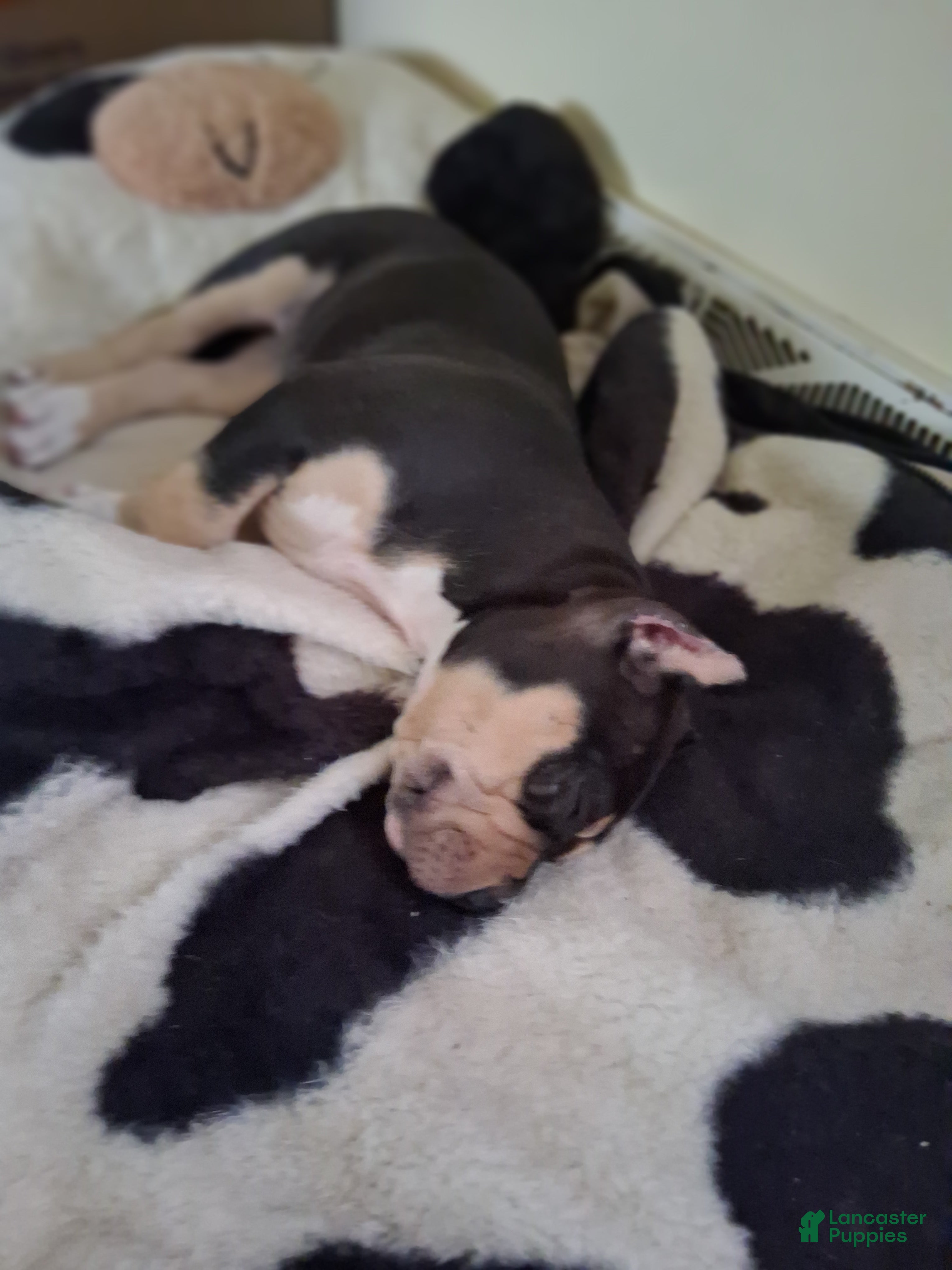 American Bully dogs Presha - Ad 2